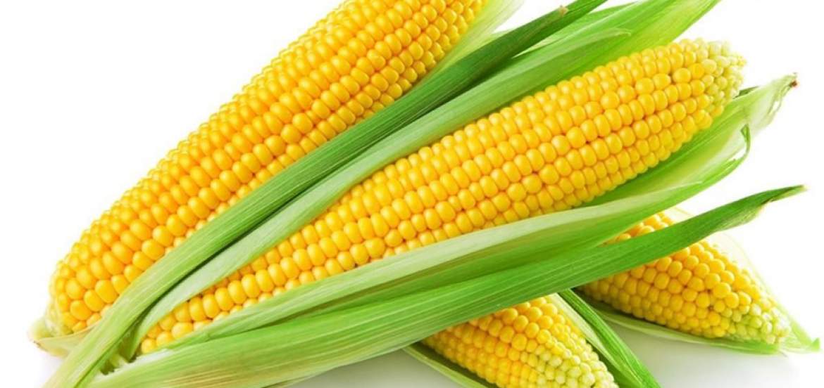 Científicos logran igualar el valor nutricional del maíz con el de la carne