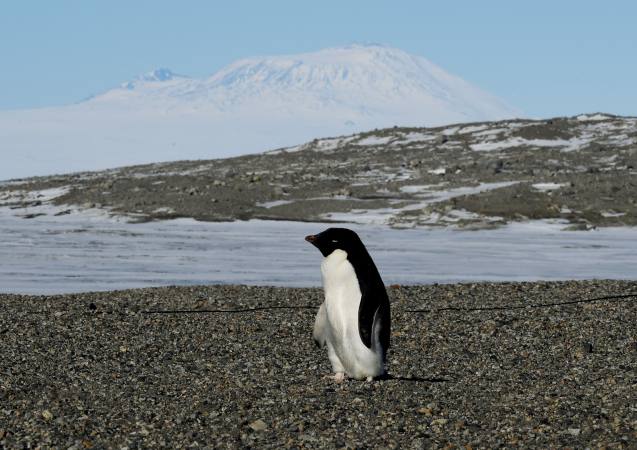 Xxxvirgin First Time Fucking Under 14 - Miles de crÃ­as de pingÃ¼ino mueren de hambre en la AntÃ¡rtida
